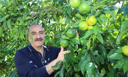 Ekim ayında mandalina ihracatında yüzde 144’lük rekor artış