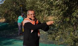 Başkan Ergin: Dünya zeytin ağacı günü kutlu olsun