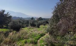 Bornova Belediyesi’nden üreticiye destek: Zeytin dalından sofraya ücretsiz ulaşım