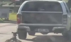 Milas’ta vahşet! Sürüklenen köpek ölü bulundu