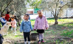 Seferihisar Belediyesi'nden örnek proje; Çocukların topladığı zeytinler sofralara bereket olacak