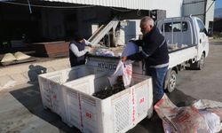 Turgutlu’nun zeytinlerinden 1500 litre bereket