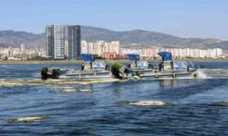 İzmir Körfezi'nde deniz marullarına karşı yoğun temizlik mesaisi