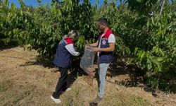 Söke’de kiraz bahçeleri denetlendi, numuneler alındı