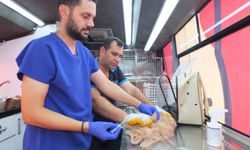 Balıkesir’de Can Dost 18 bin sokak hayvanına sağlık hizmeti verdi