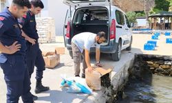 Aydın’da 60 kilo canlı yengeç ele geçirildi