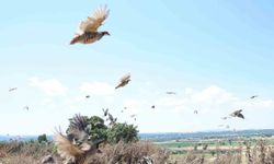 Çanakkale’de 1000 kınalı keklik doğaya salındı