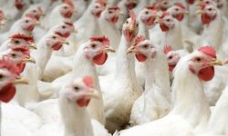 4 beyaz et şirketinde kayyum kararı kaldırıldı