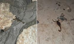 Ev ve bahçelerde akrep paniği yaşanıyor