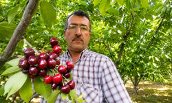 Madran yayla kirazında hasat sezonu başladı