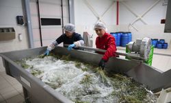 Efeler’in fabrikasında Ege otları tezgâha indi