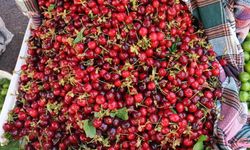 Nazilli kirazında hasat sezonu başladı