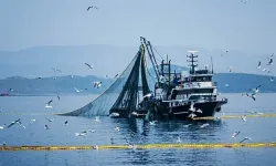İzmir Körfezi için dikkat çeken iddia: Balıkçılıkta rekor beklentisi