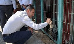 Bayındır’da hayvan bakım evi ve doğal yaşam alanında inceleme