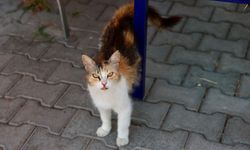 Buca’da 7 ayda 153 sokak hayvanı sahiplendirildi
