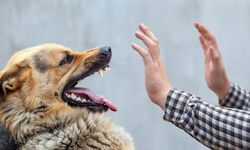 Yargıtay köpekle tehdidi silahla tehdit saydı