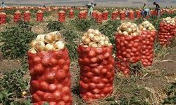 Soğanda üretim daralması: Kalıcı çözüm planlamadan geçiyor