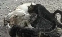 Çanakkale'de yürek ısıtan görüntü! Çanakkale’de köpek yavru kedileri emzirdi