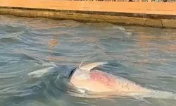 İzmir orkinos ölümleri için tüketim uyarısı