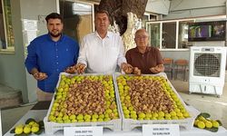 Nazilli'de yeni incir sezonu sembolik Bir alımla başladı
