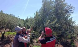 Akhisar’da zeytin üreticilerine hastalık ve zararlı uyarısı