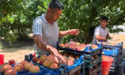 AB tescilli Bursa şeftalisinde hasat başladı