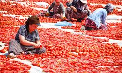 Torbalı’da "Kırmızı Altın" mesaisi