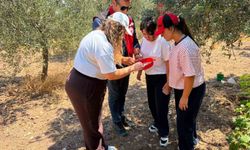 Manisa’da zeytin ve meyve bahçeleri zararlılara karşı takipte