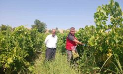 Manisa’da üzüm bağlarında hasat öncesi pestisit denetimi