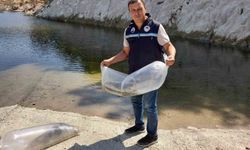 Soma’da baraj ve göletlere 250 bin yavru sazan bırakıldı