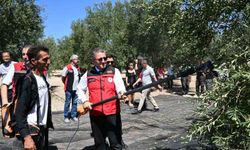 Dikili’de sezonun ilk zeytin hasadı başladı