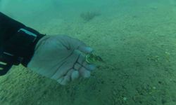 Bodrum’da deniz dibinden çıkanlar şaşırttı: Torba sahilinden 75 kilo atık çıkarıldı