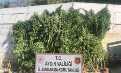 Efeler’de ikamette 250 kök kenevir ele geçirildi