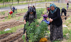 Kozağaç Mahalle Bostanı için kayıt zamanı