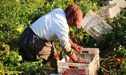 Büyükşehir’den domates ve çilek üreticisine iklim zırhı