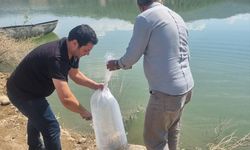Manisa’da 1,3 milyon yavru sazan bırakıldı