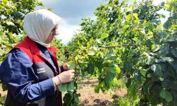 TMO 2026 fındık alım fiyatlarını açıkladı