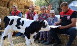 Muğla’da yeni doğan buzağı seferberliği