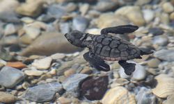 Aydın kıyılarında 214 yavru caretta denizle buluştu