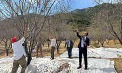 Datça’da badem hasadı sürüyor