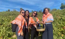 Kavacık Üzüm Festivali öncesi bağ bozumu