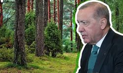 27 ilde bazı alanlar orman sınırları dışına çıkarıldı
