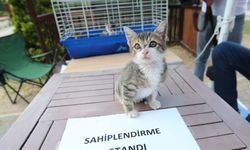 Karşıyaka’da sahiplendirme seferberliği