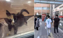 Tokat'ta norovirüs vakaları sonrası hayvanlar için uyarı