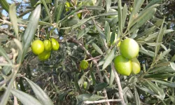Aydın’da zeytin alımları durdu, üretici endişeli