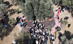 Bin yıllık zeytin ağacından hasat yapıldı