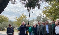 Urla Zeytin ve Sanat Festivali 6 Kasım’da başlıyor