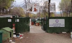 Ege Üniversitesi'nde toplatılan köpeklere ilişkin Belediye Başkanı Ömer Eşki'den açıklama: 'Talimatı Kaymakamlık verdi!'