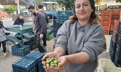 Aydınlı zeytin tüccarından zeytin fiyatlarına tepki: "Köylü biterse herkes biter"