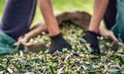 Zeytin ve zeytinyağı sektörü ihracatta hedefsiz bir sezona giriyor